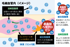 結合型酸素と溶解型酸素