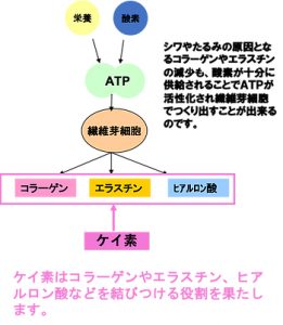 ケイ素の役割