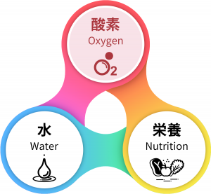 健康・美容のトライアングル